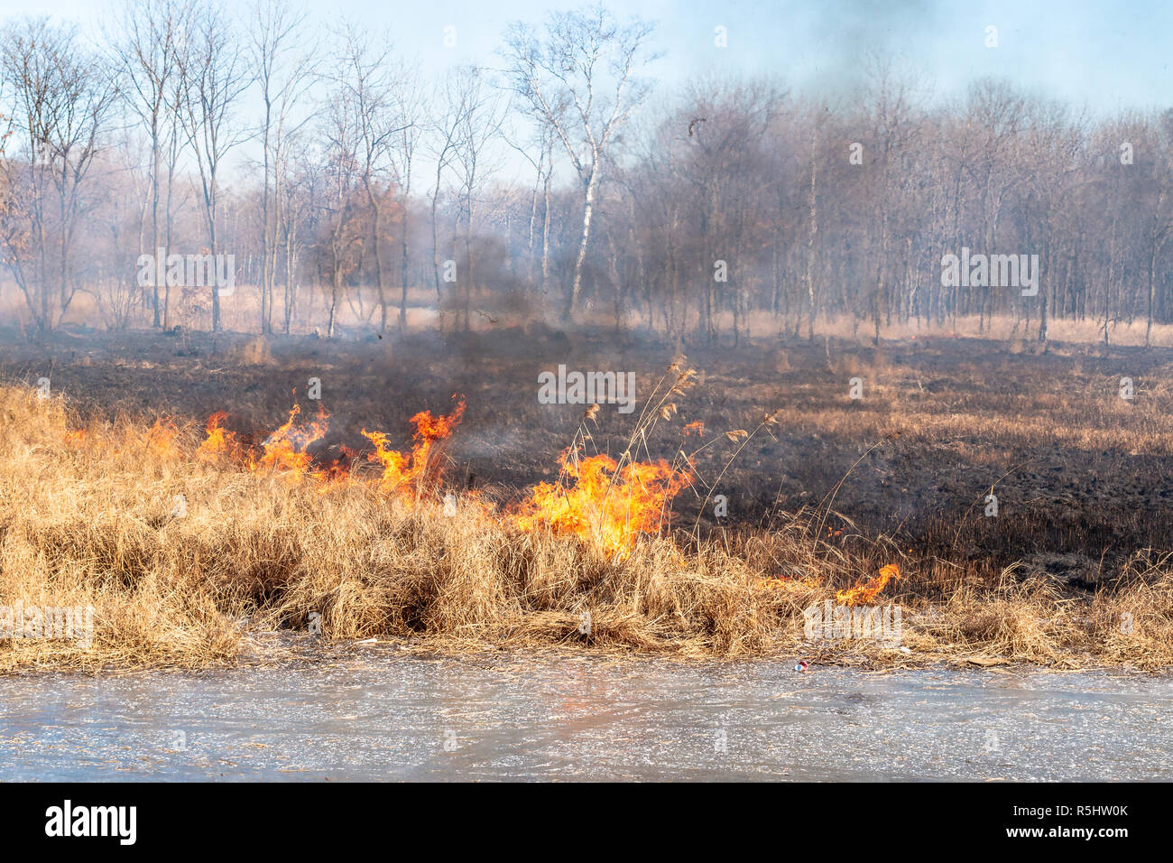 Un grand feu se propage dans des rafales de vent par le biais de l'herbe sèche sur un champ d'automne par temps clair. Banque D'Images