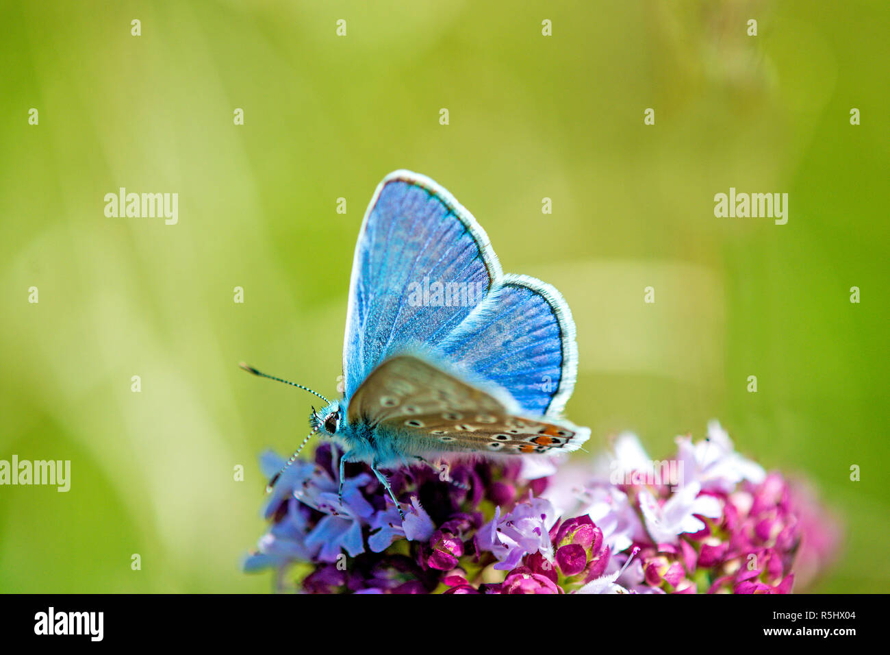 Polyommatus icarus hominy,bleu,sur dost Banque D'Images