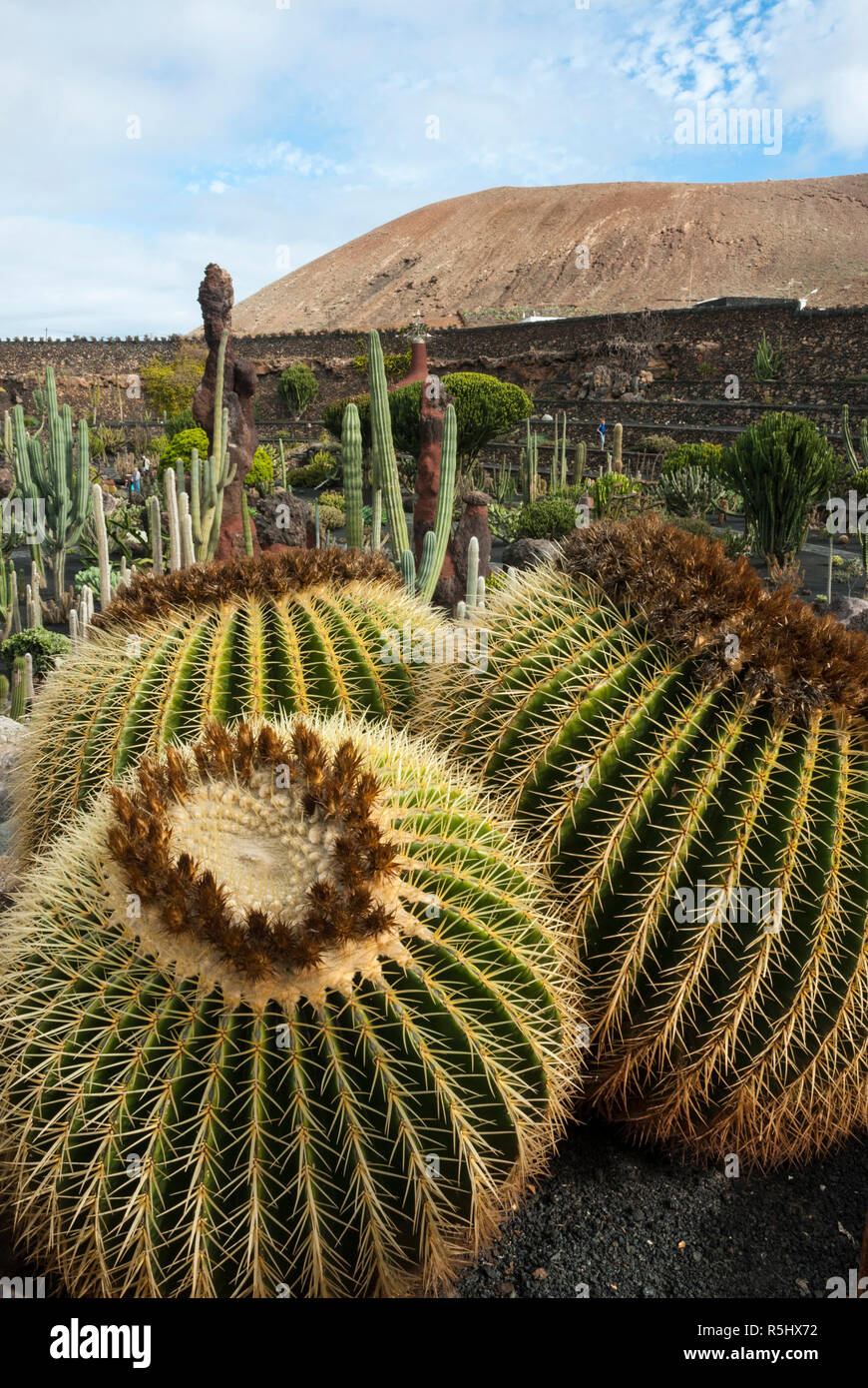 Récupéré dans une ancienne carrière est le spectaculaire jardin de cactus à Guatiza, Lanzarote. Avec plus de mille variétés de cactus dans un sol volcanique noire. Banque D'Images