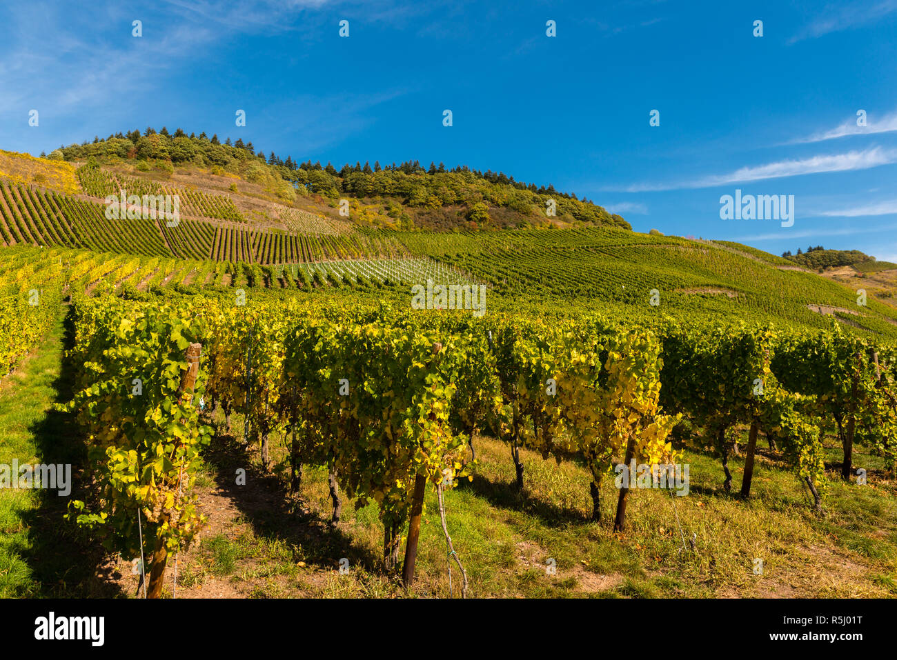 Paysage avec vignobles le long de la Moselle et de la vallée. Rhénanie-Palatinat, Allemagne Banque D'Images