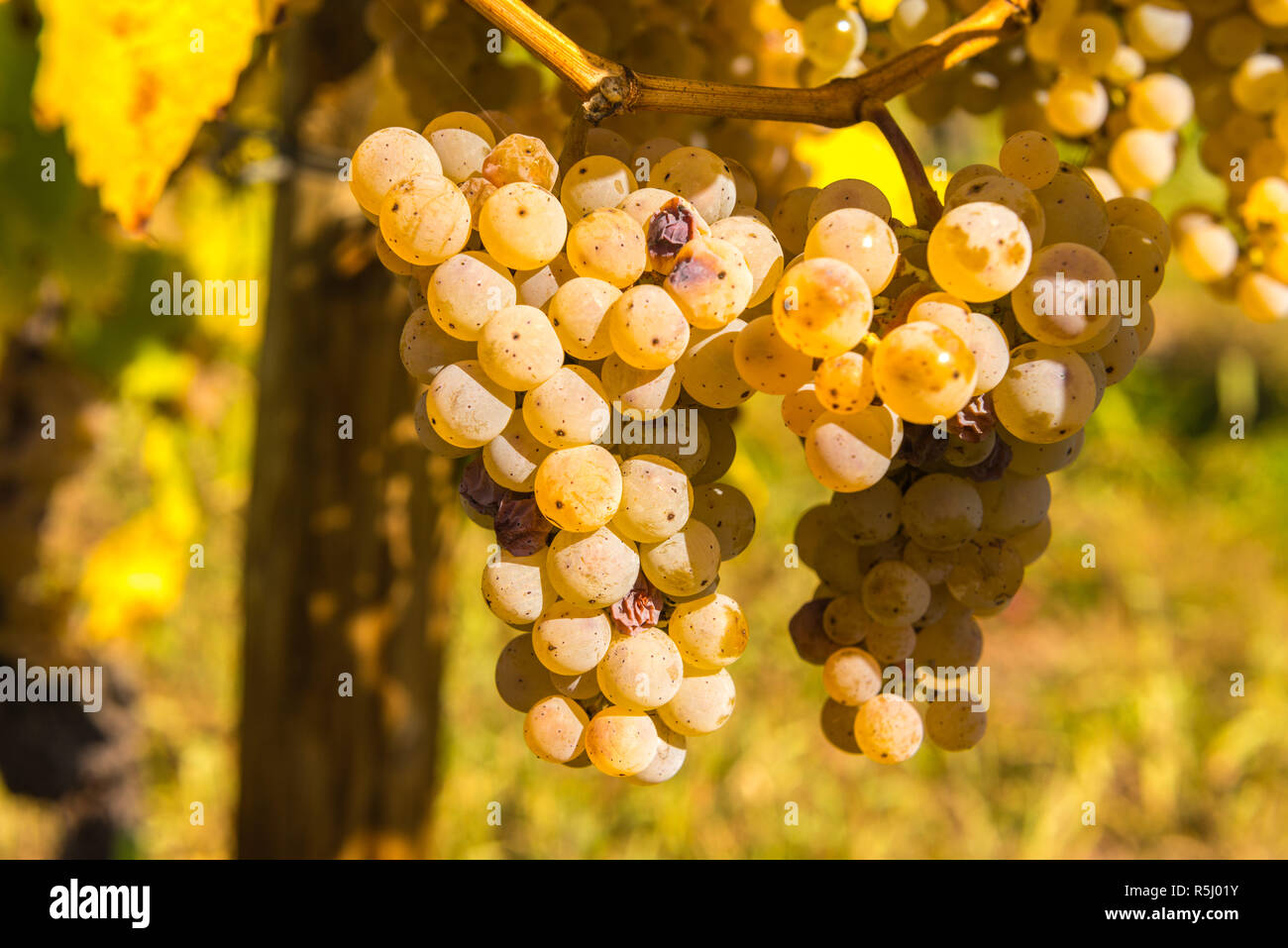 Grappes de raisins Riesling mûr peu avant la récolte du vin, village de Schweich, Moselle et la vallée. Rhineland-Palantine, Germany, Europe Banque D'Images