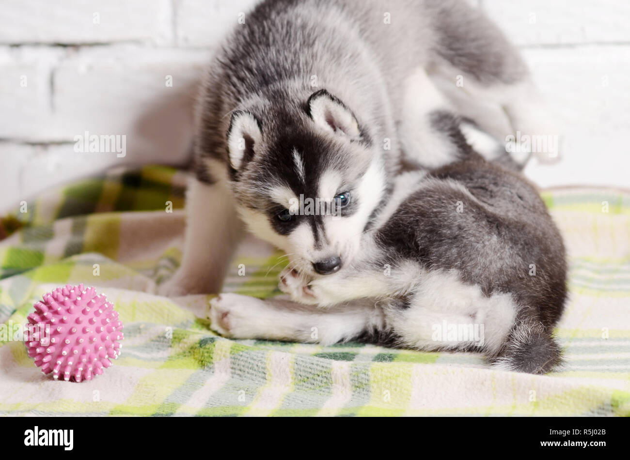 Deux Chiots Husky Noir Et Blanc Jouant à Lintérieur Banque