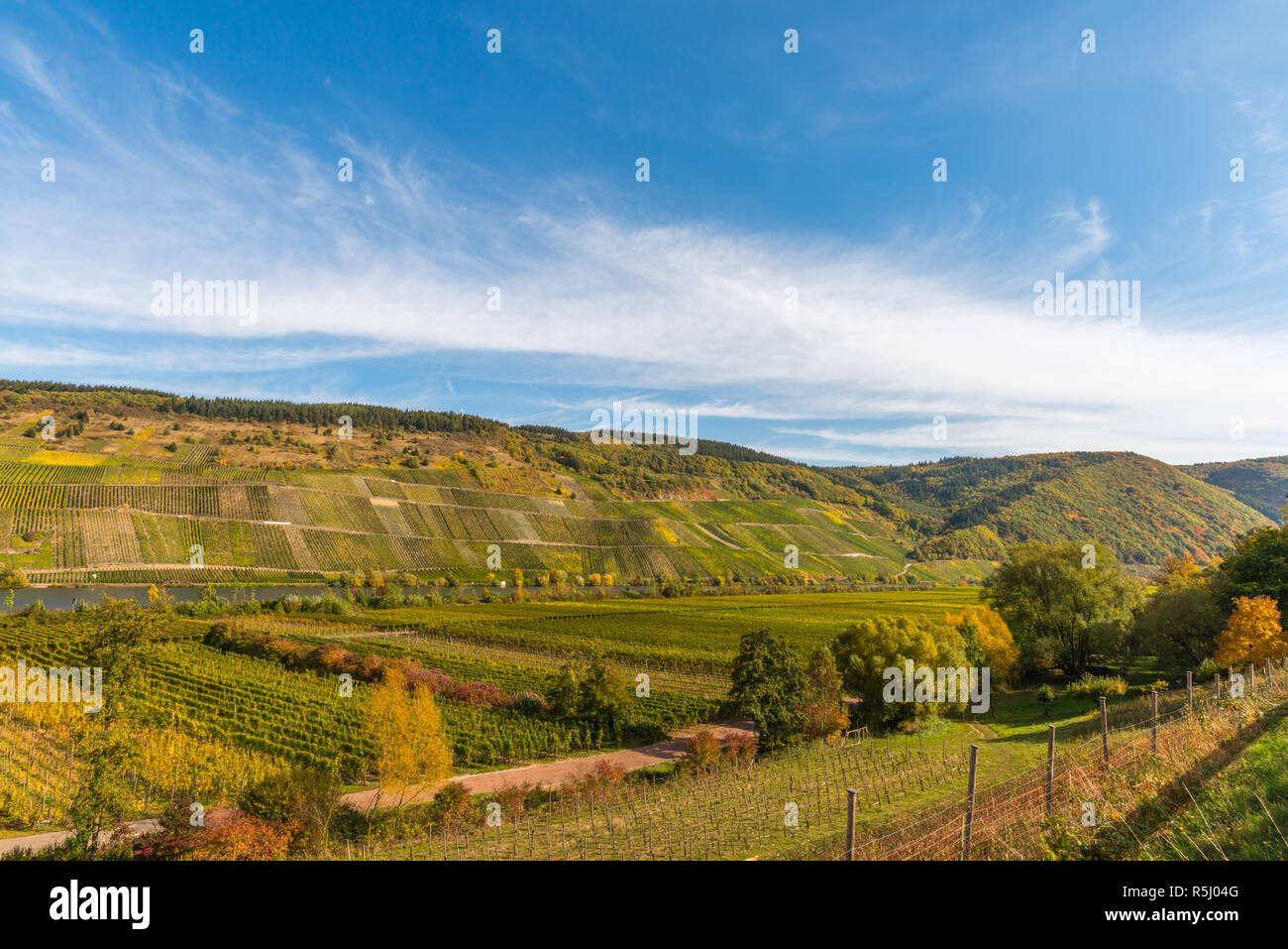 Pölich, paysage avec vignes le long de la Moselle et vallée près du village de Pölich, Rhénanie-Palatinat, Allemagne, Europe Banque D'Images