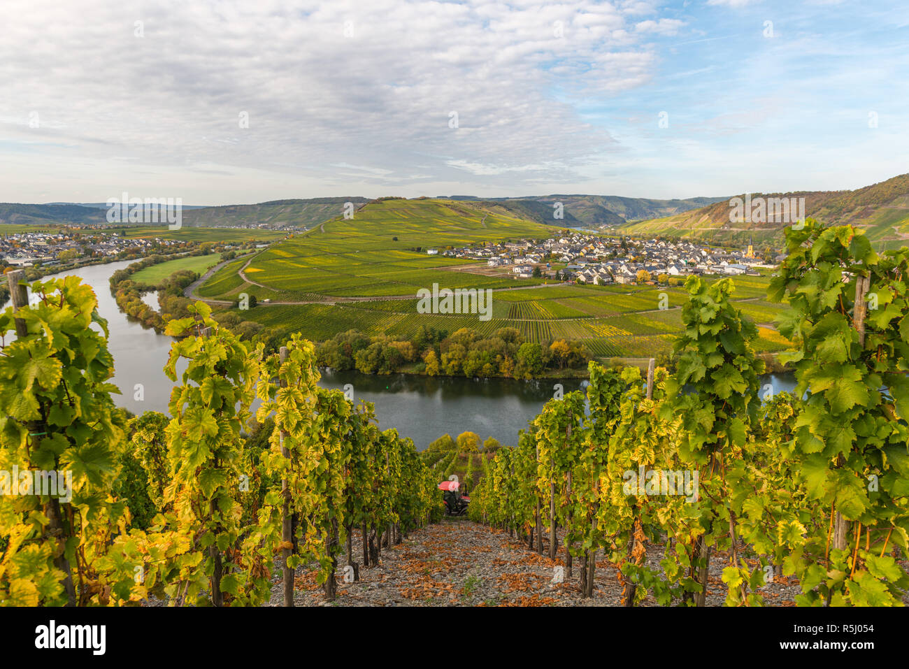 Pente de la Moselle à Leiwen, paysage avec vignobles le long de la Moselle et de la vallée. Rhénanie-Palatinat, Allemagne, Europe Banque D'Images