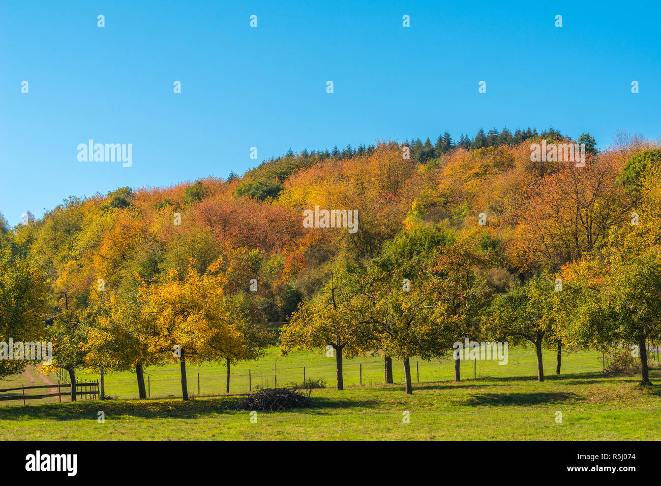 Feuillage d'automne dans le paysage près de Trèves sur la Moselle, Rhineland-Palantine, Germany, Europe Banque D'Images