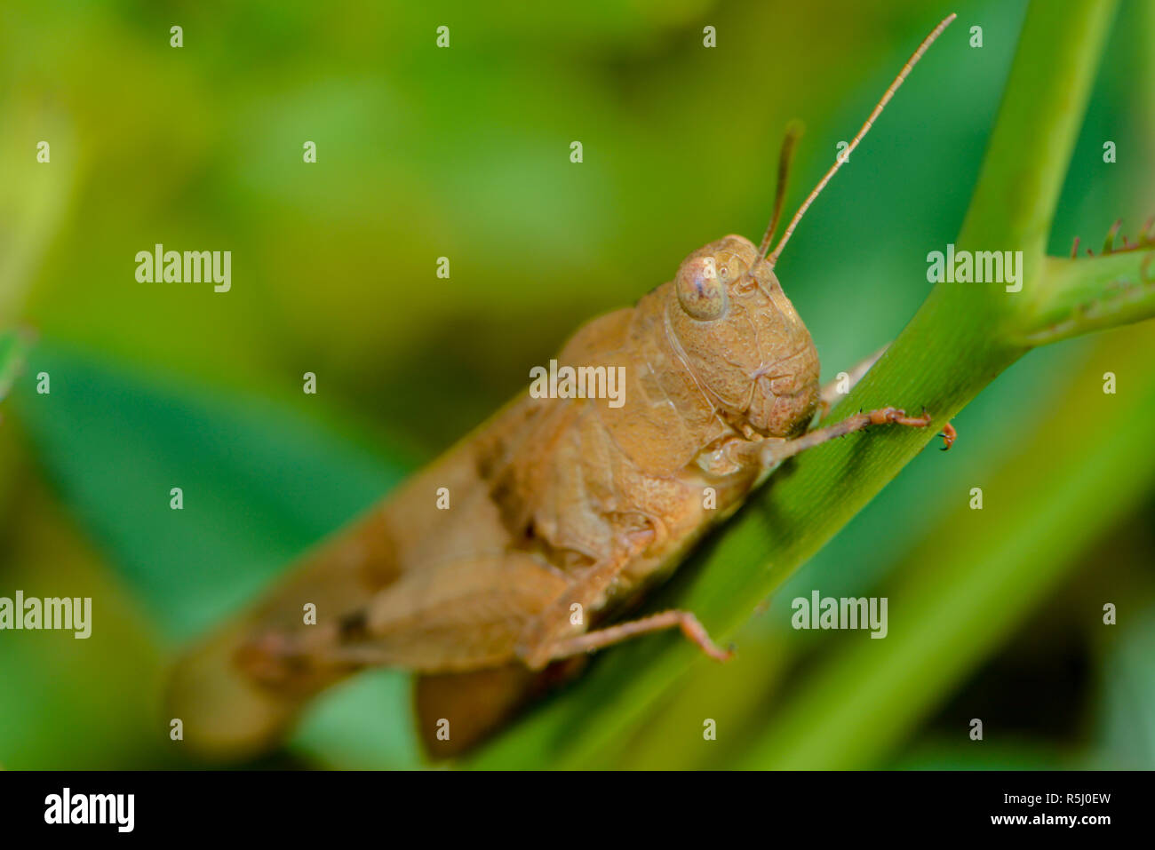 Close-up d'un knarrschrecke Banque D'Images