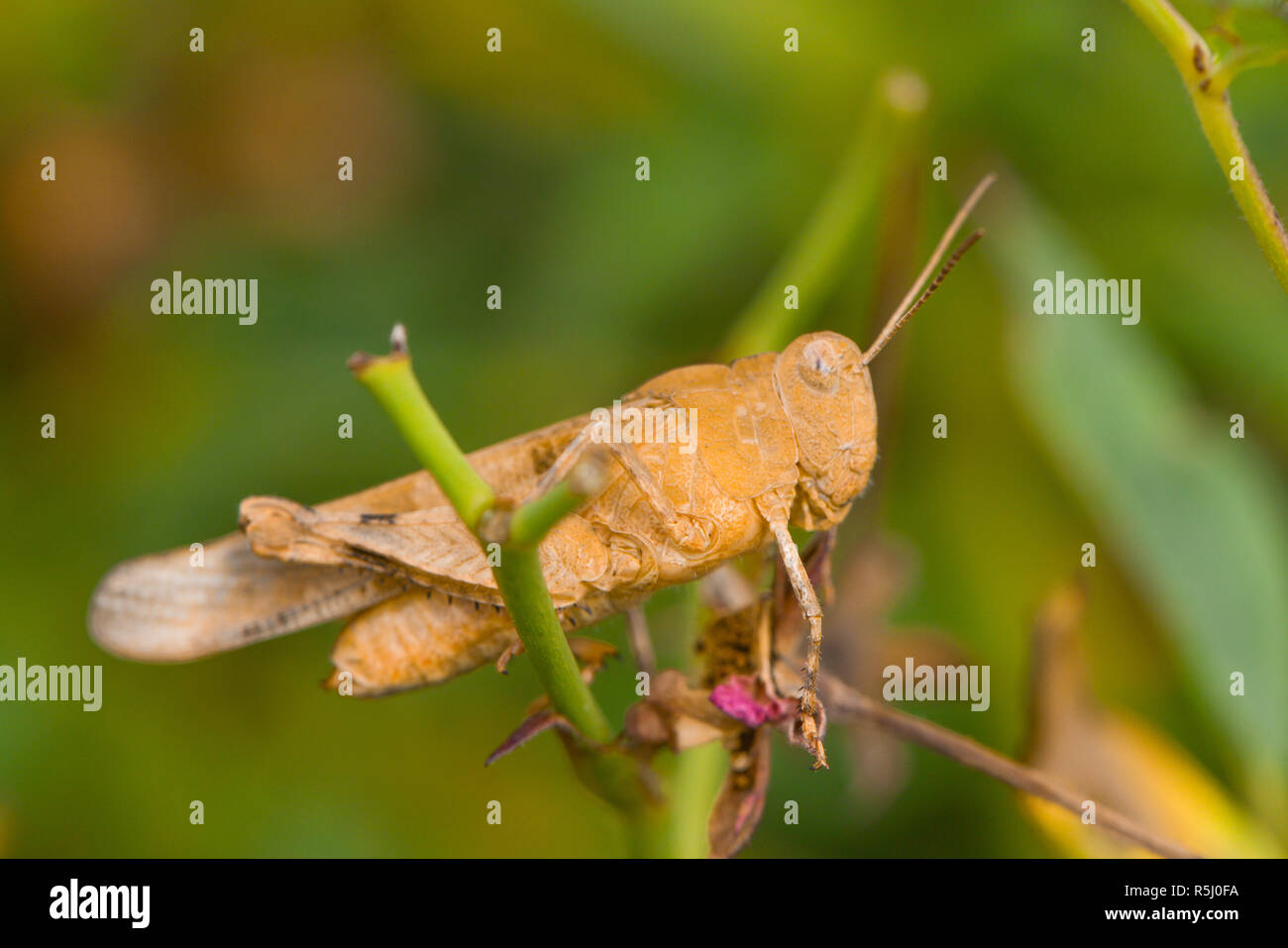 Close-up d'un knarrschrecke Banque D'Images