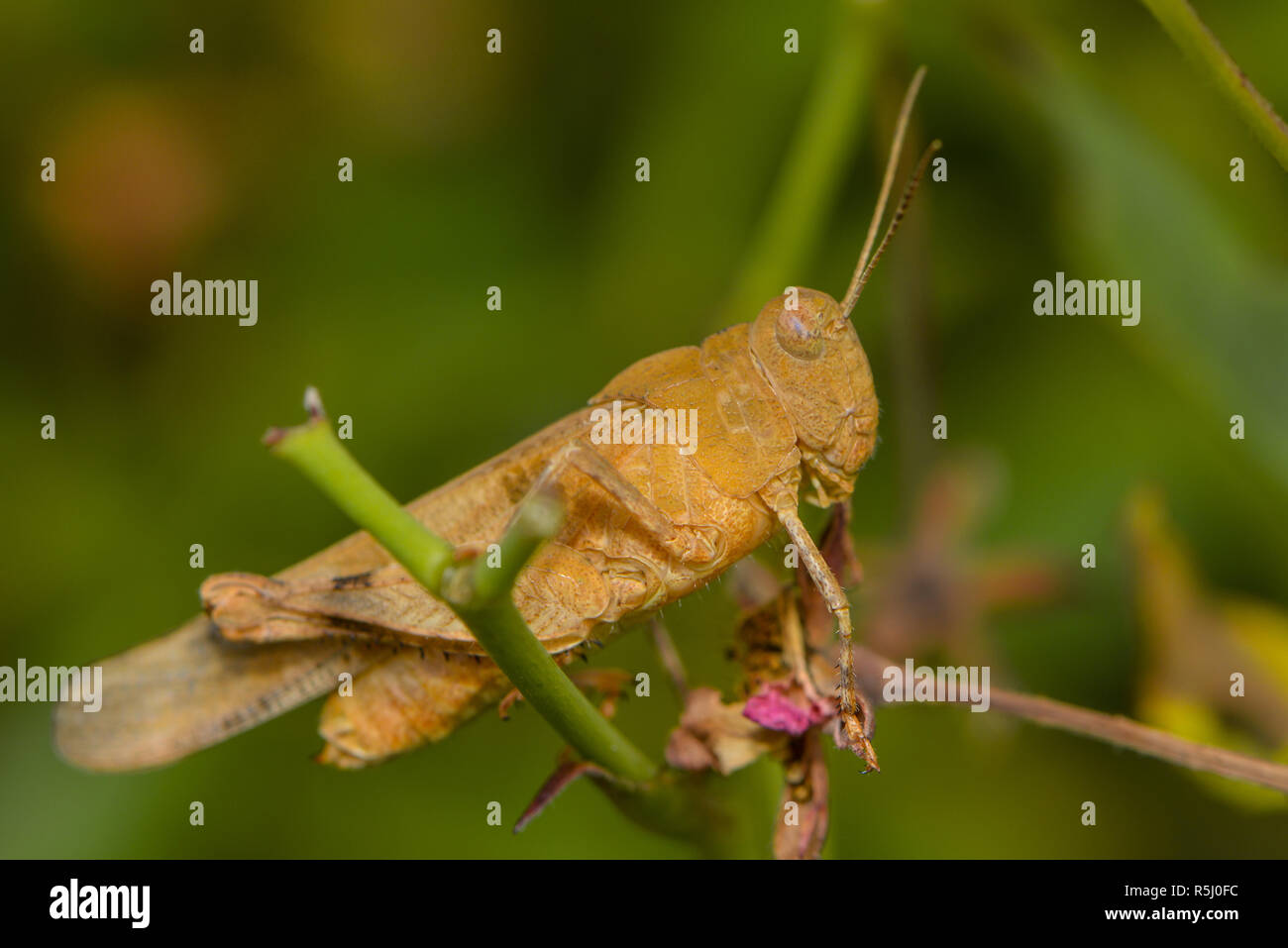 Close-up d'un knarrschrecke Banque D'Images