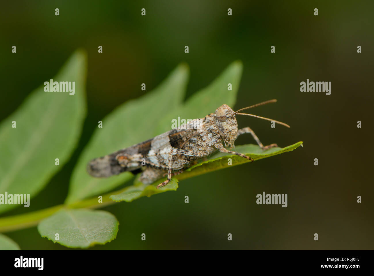 Close-up d'un knarrschrecke Banque D'Images