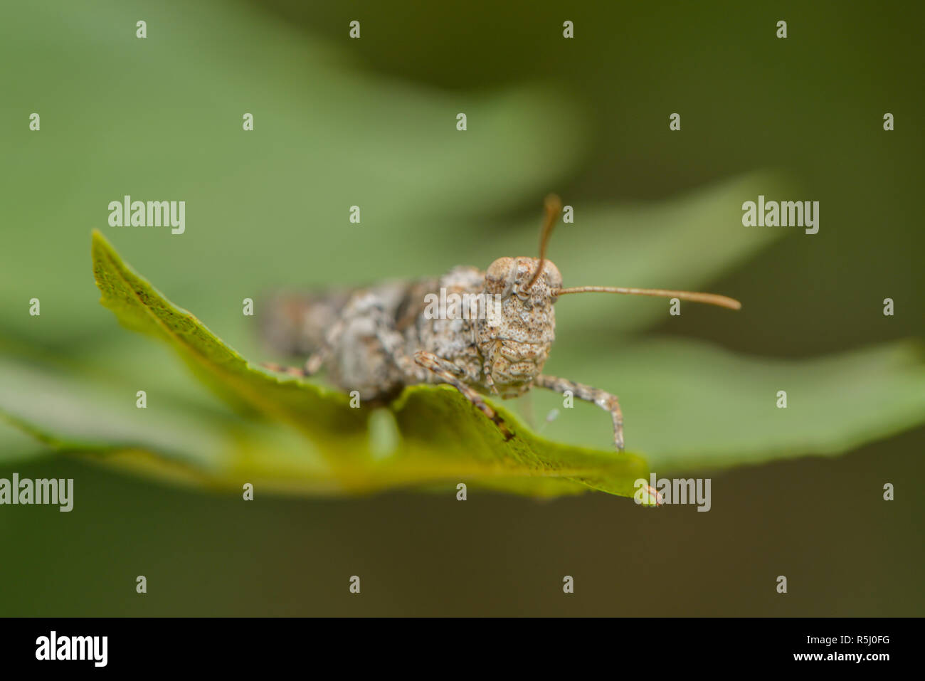 Close-up d'un knarrschrecke Banque D'Images