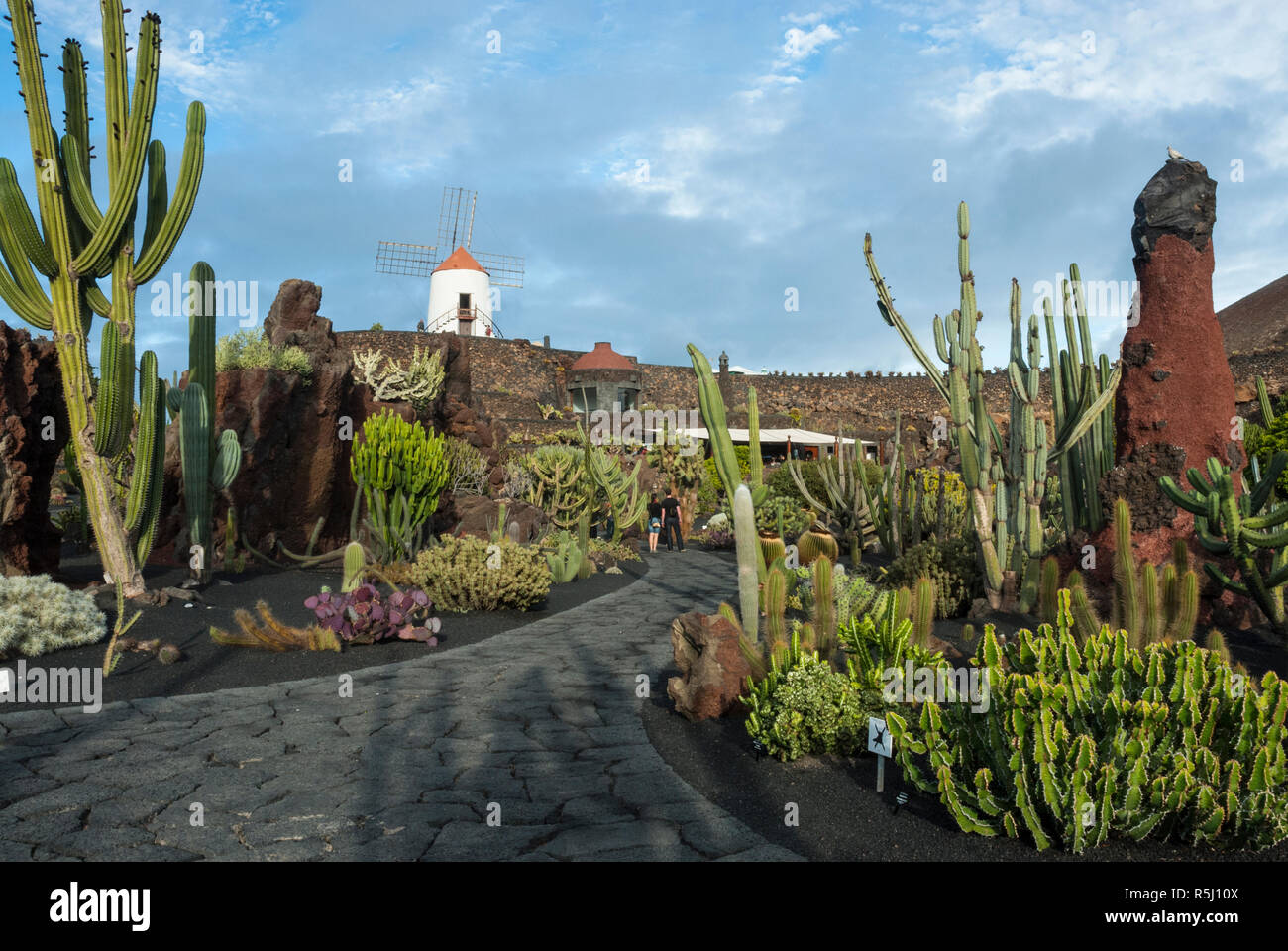 Récupéré dans une ancienne carrière est le spectaculaire jardin de cactus à Guatiza, Lanzarote avec plus de mille variétés de cactus et moulin à vent traditionnel. Banque D'Images