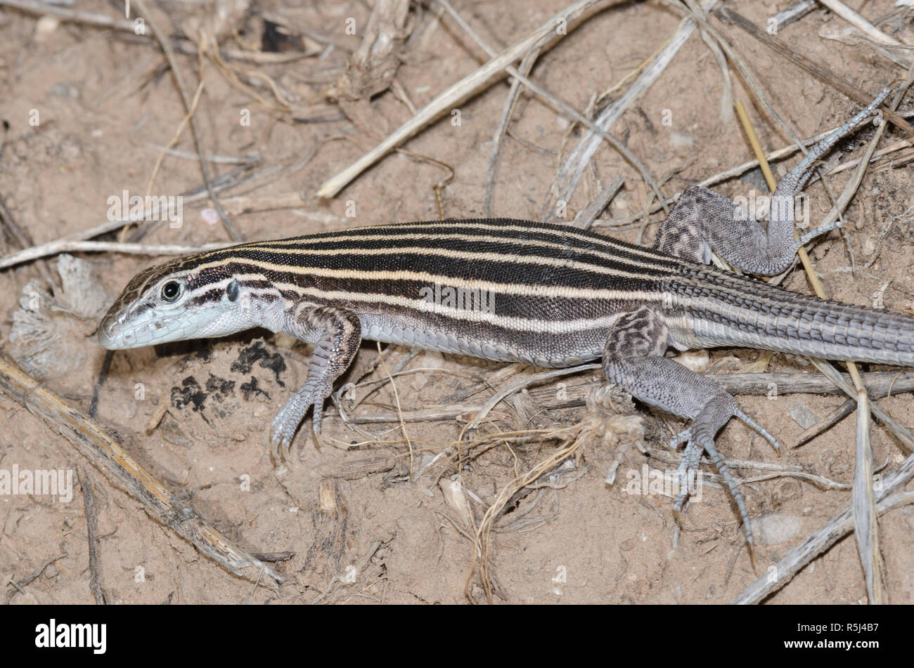 Coureur à rayures du plateau, Aspidoscelis velox Banque D'Images