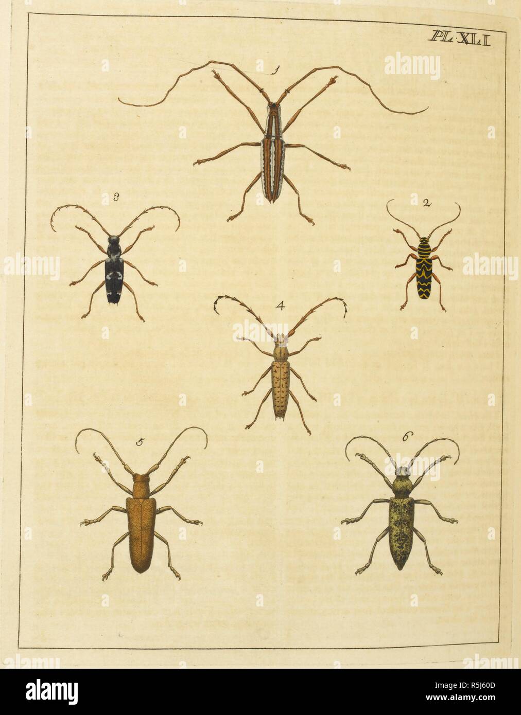 Les insectes. Illustrations de l'histoire naturelle ; où sont exposées plus de deux cent quarante figures d'insectes exotiques, en fonction de leurs différents genres ; ... avec une description de chaque insecte ... Pour ce qui est ajouté, d'une traduction en français. Londres, 1770-82. Source : 38.e.plaque 12 XLI. Auteur : Drury, Du. Banque D'Images