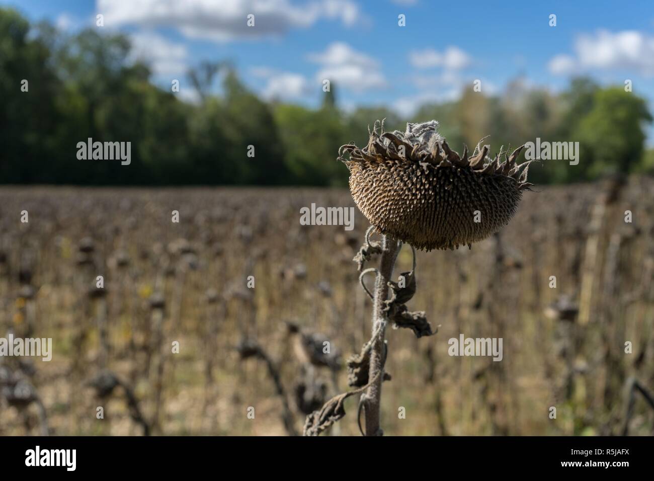 Tournesol mort Banque D'Images