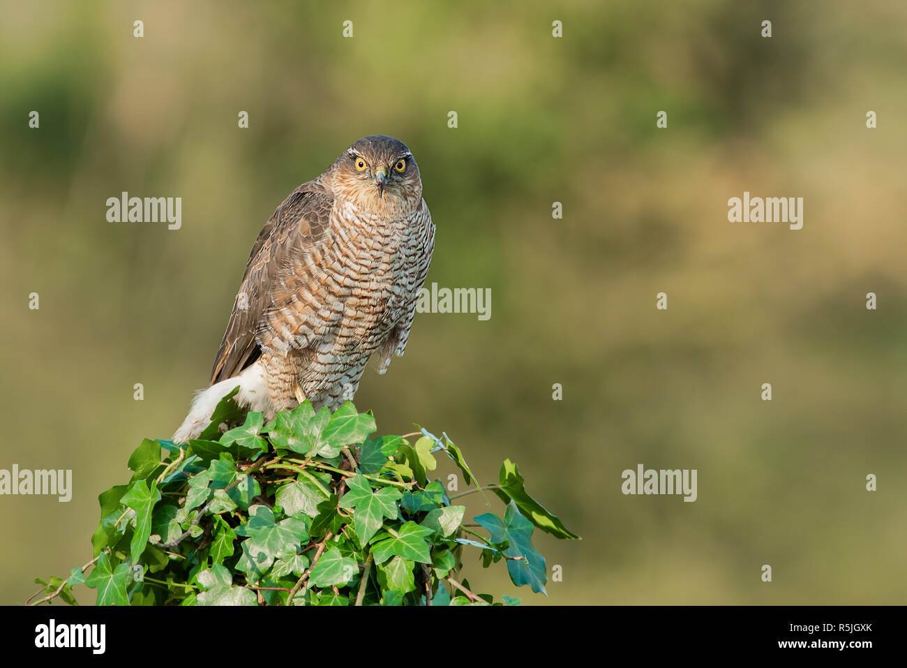 Une longue queue couverte de lierre perché sur un post. L'oiseau se regardant en avant vers l'appareil photo Banque D'Images