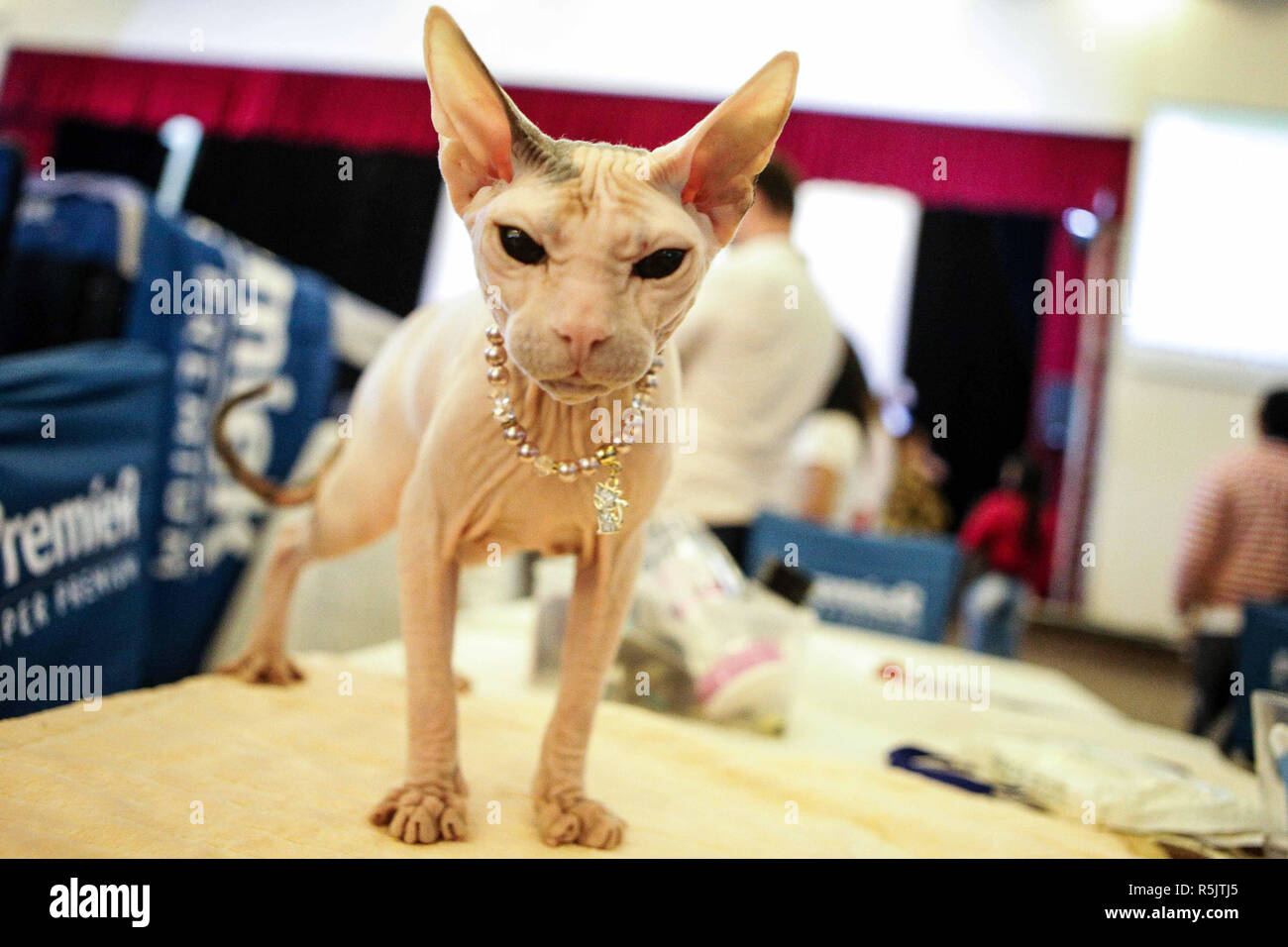 Sao Paulo, Brésil. 1er décembre 2018. Chat Siamois chauve fixe la caméra vers le bas à l'Exposition internationale de races de chats organisés par le Cat Club brésilien (GBC) tenue au siège de Homs Club sur l'Avenida Paulista, l'événement a réuni plus de 1000 chats. Credit : Dario Oliveira/ZUMA/Alamy Fil Live News Banque D'Images