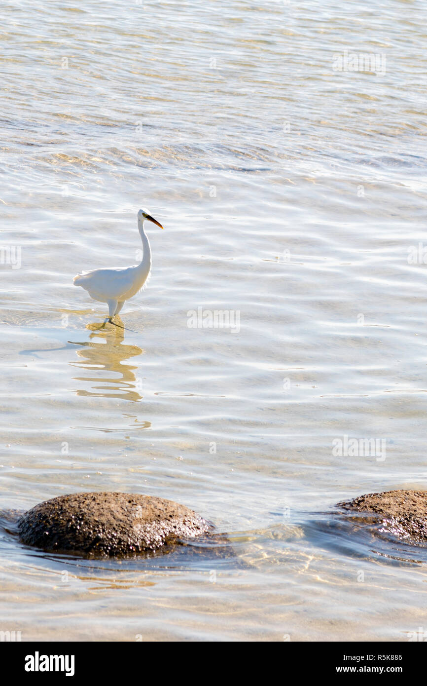 Aigrette marche dans l'eau en mer. L'Aigrette garzette balade au bord de la mer. photo verticale Banque D'Images