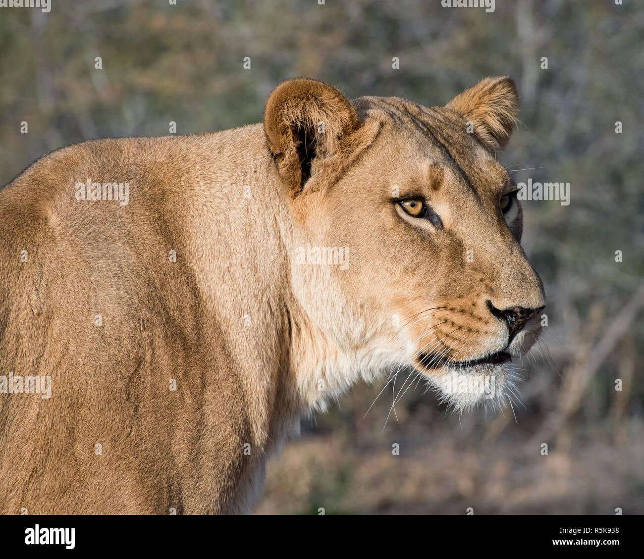 Portrait en gros plan d'une lionne Banque D'Images