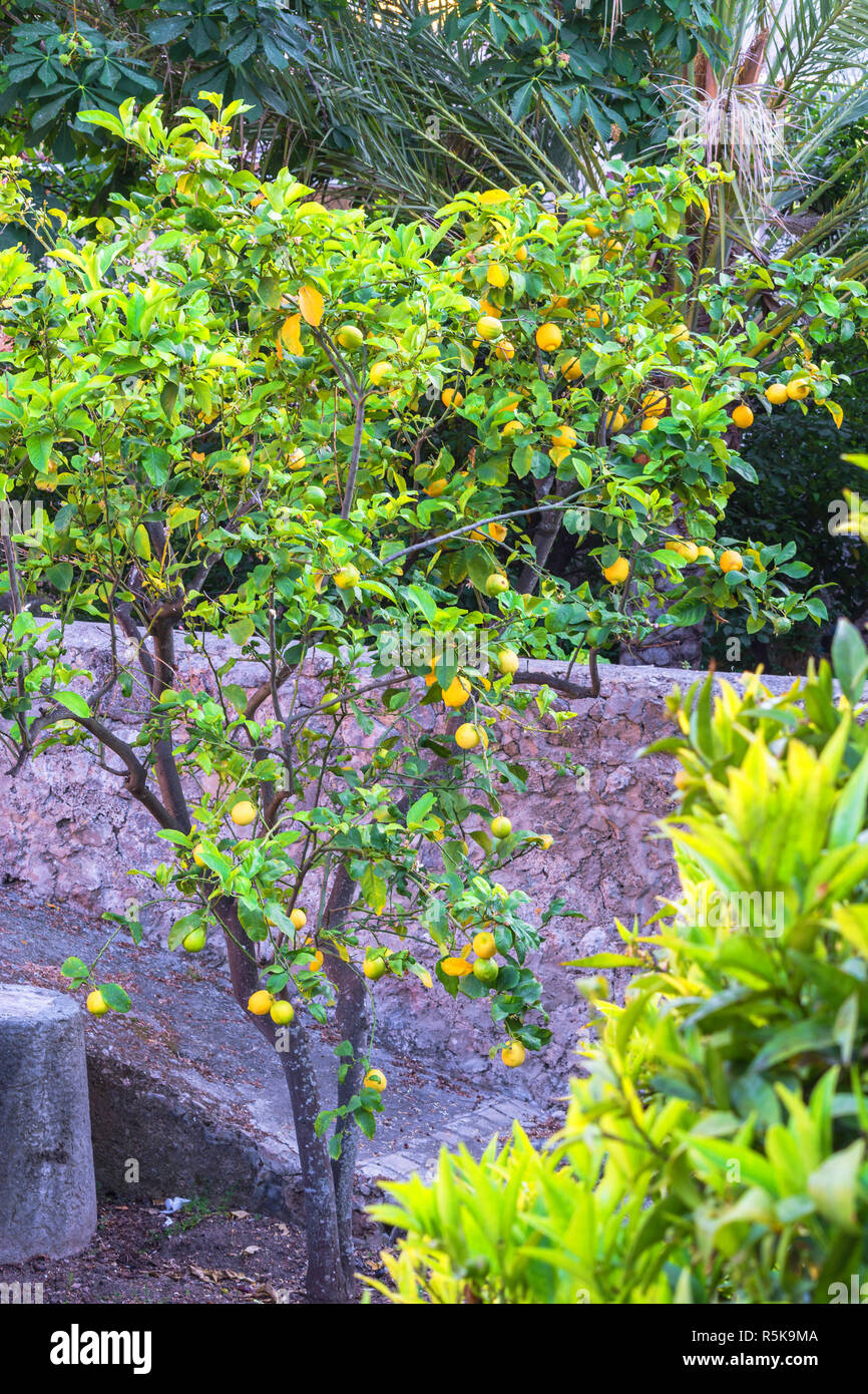 Citrons frais sur un arbre Banque D'Images