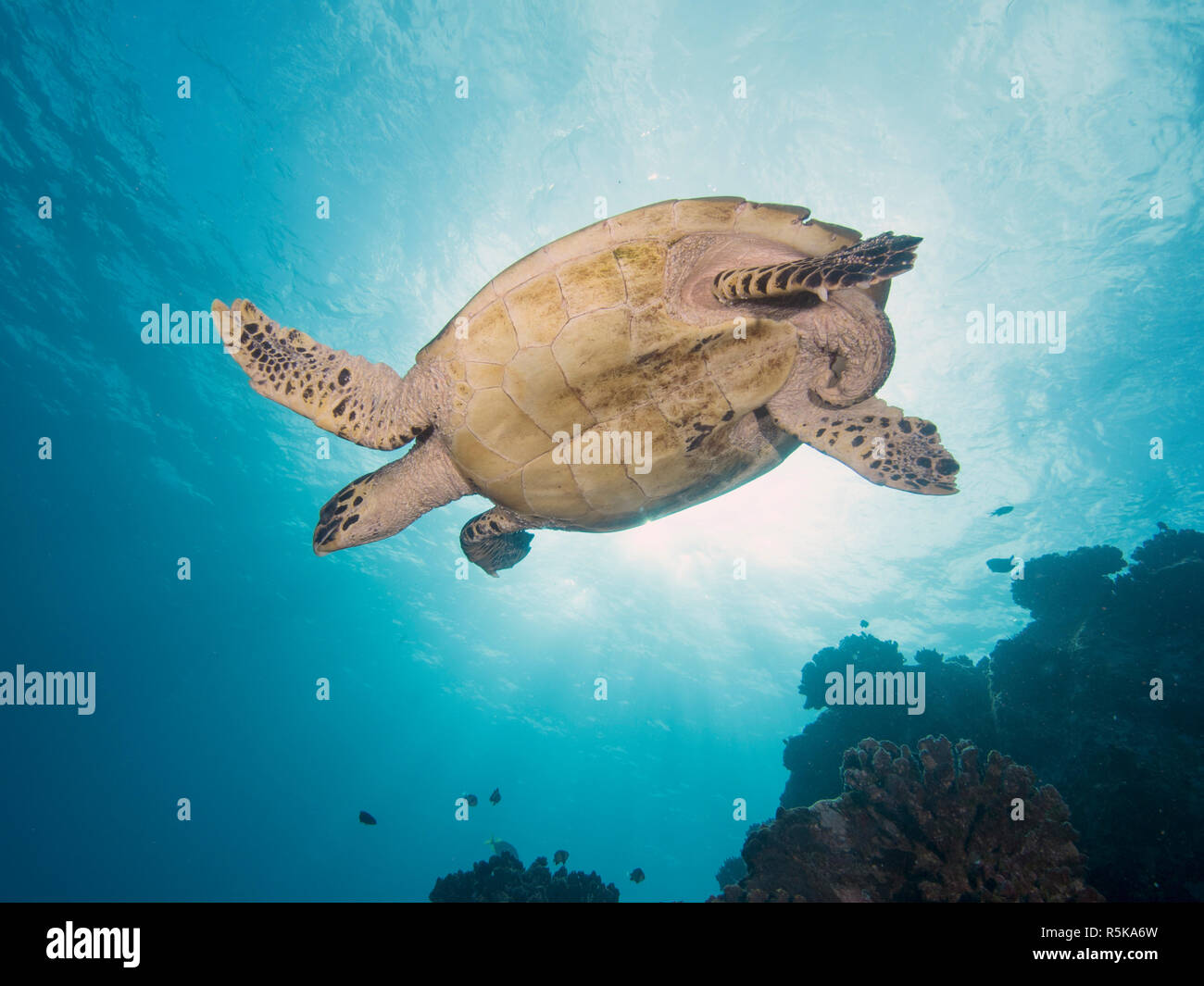 Turtle Banque D'Images