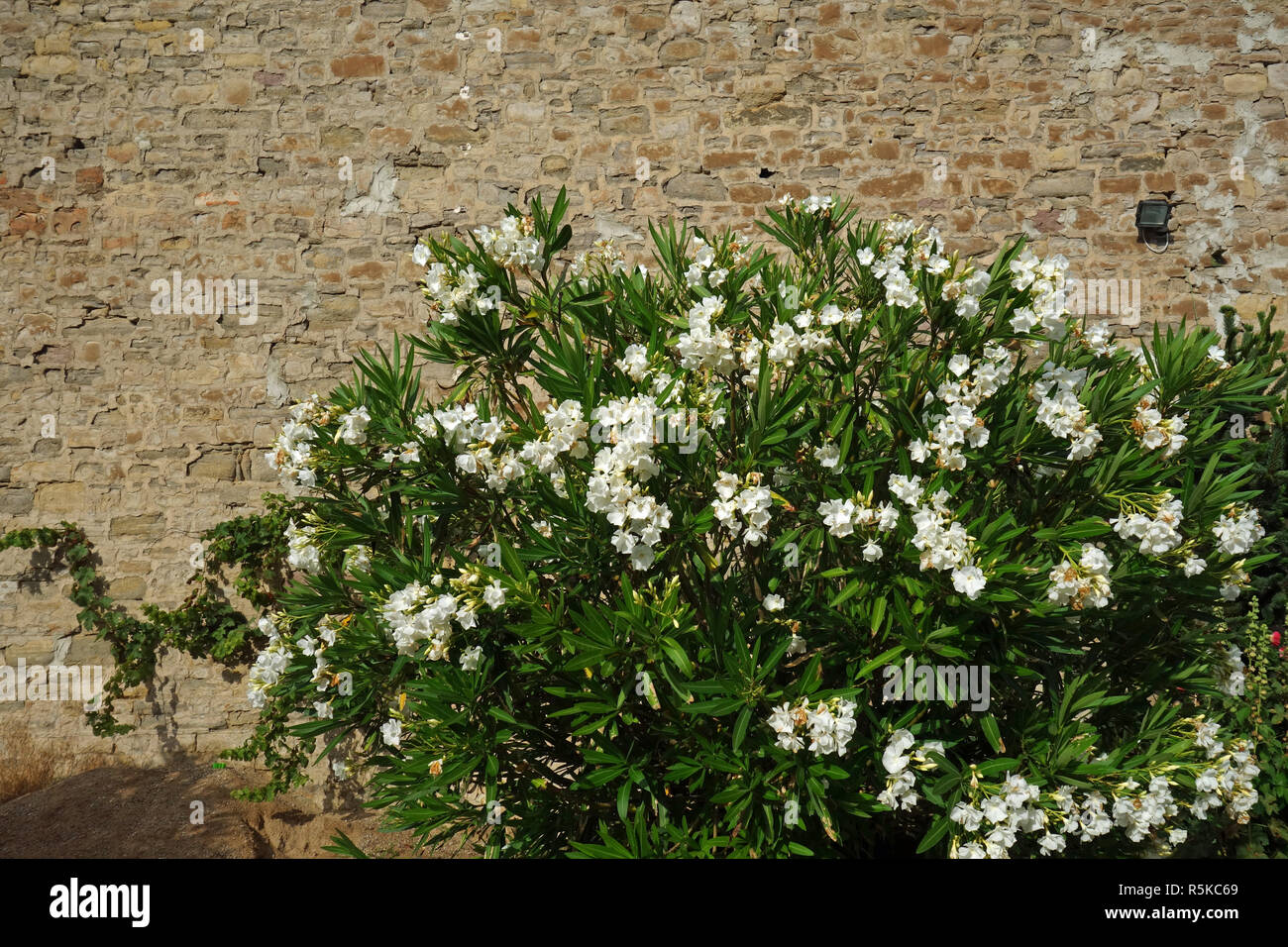 White Oleander arbuste Banque D'Images