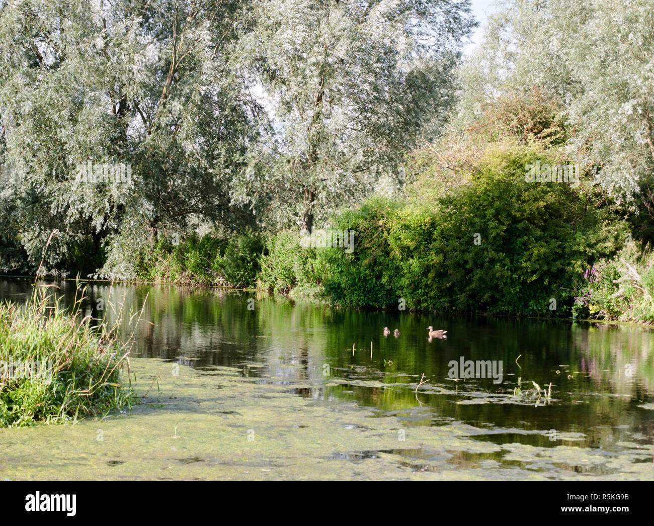 Une autre femelle colvert natation avec ses deux petit canard sur une rivière sur une journée d'été Banque D'Images