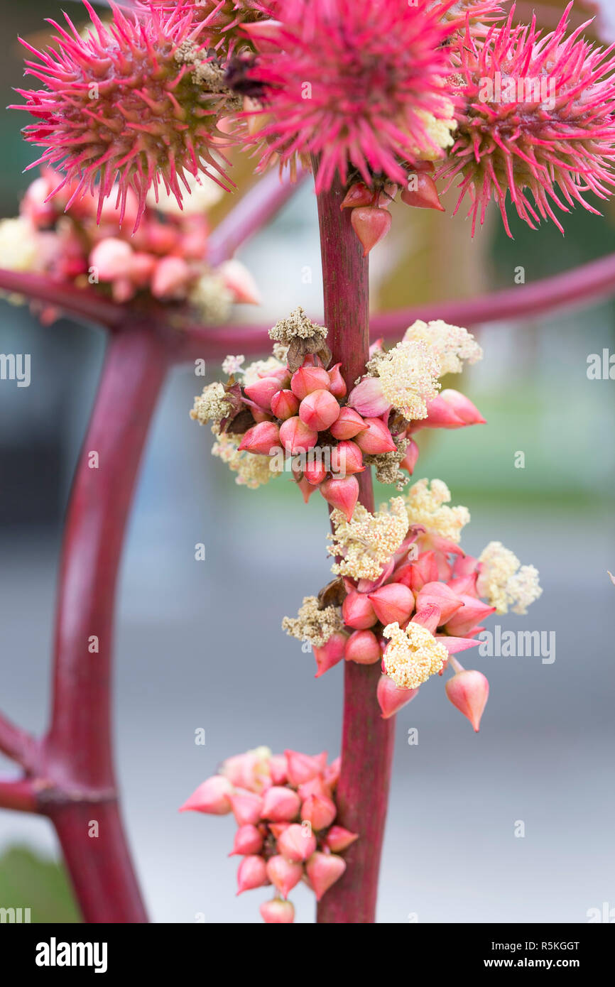 Ricin-plante des graines de fleurs Close Up Banque D'Images