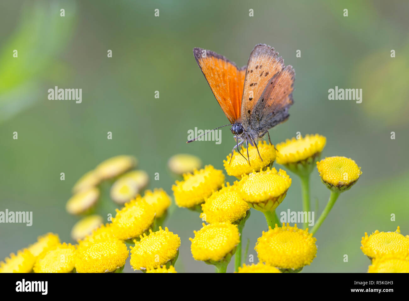 Cuivre rare papillon sur Fleur de Tansy Banque D'Images