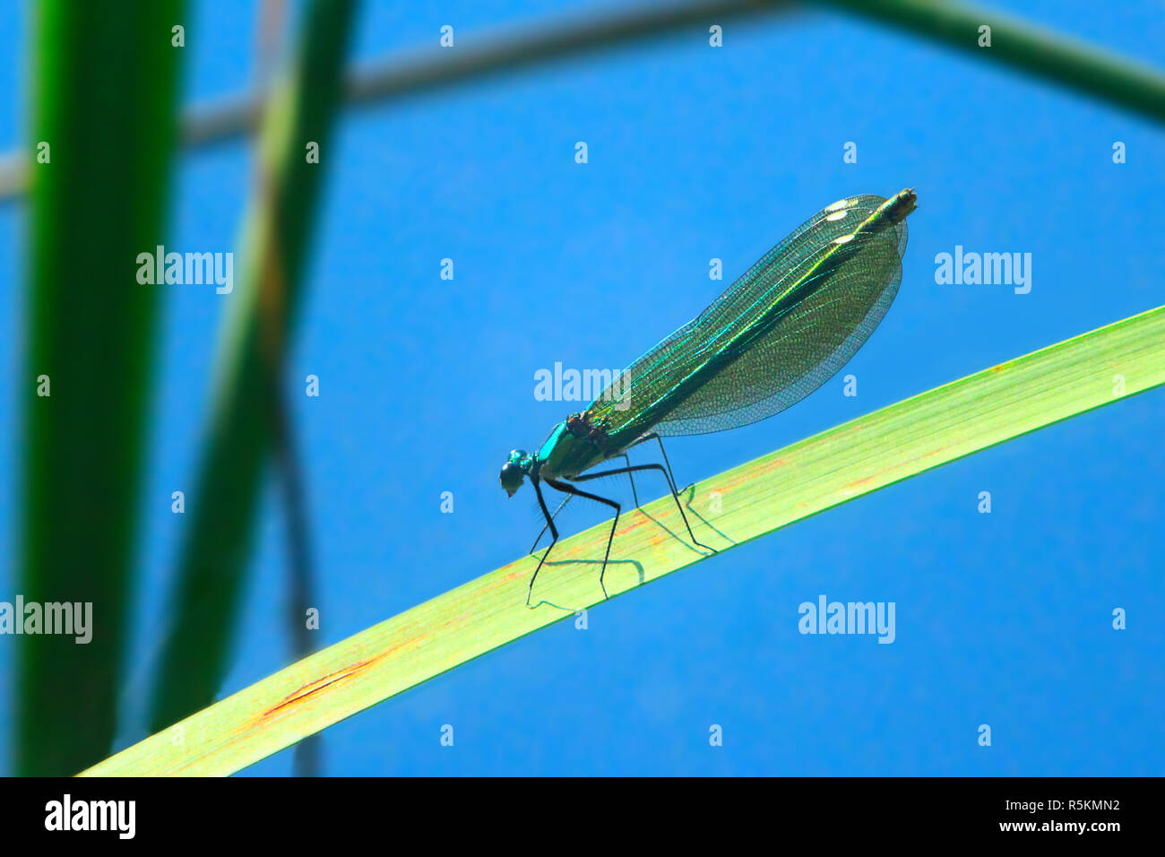 Libellule bleu foncé se trouve sur la feuille au-dessus de l'eau Banque D'Images