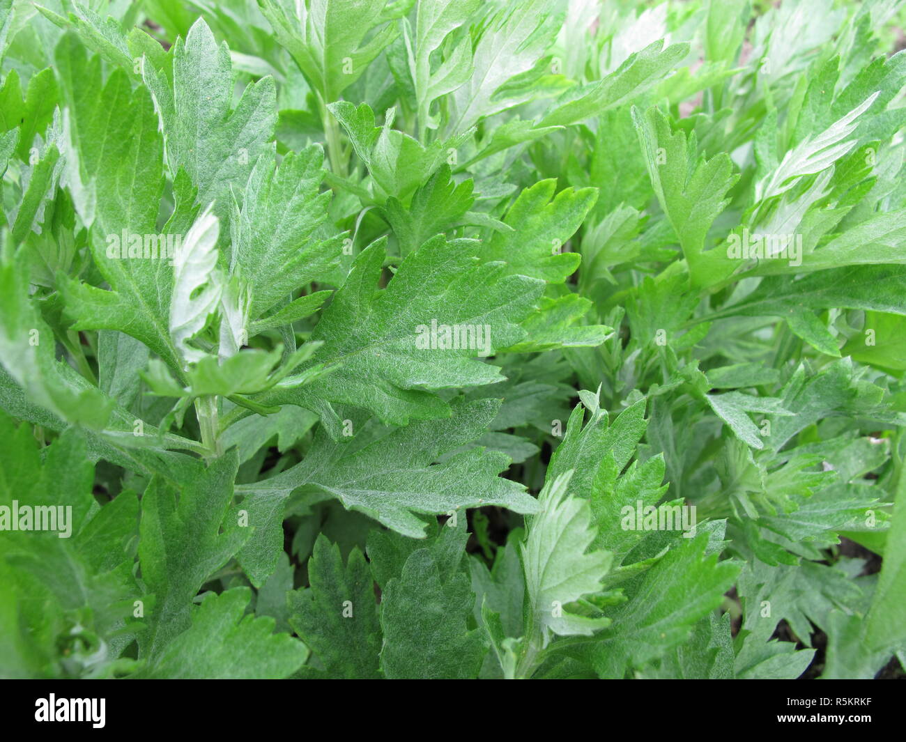 Herb moxa américain,artemisia douglasiana Banque D'Images