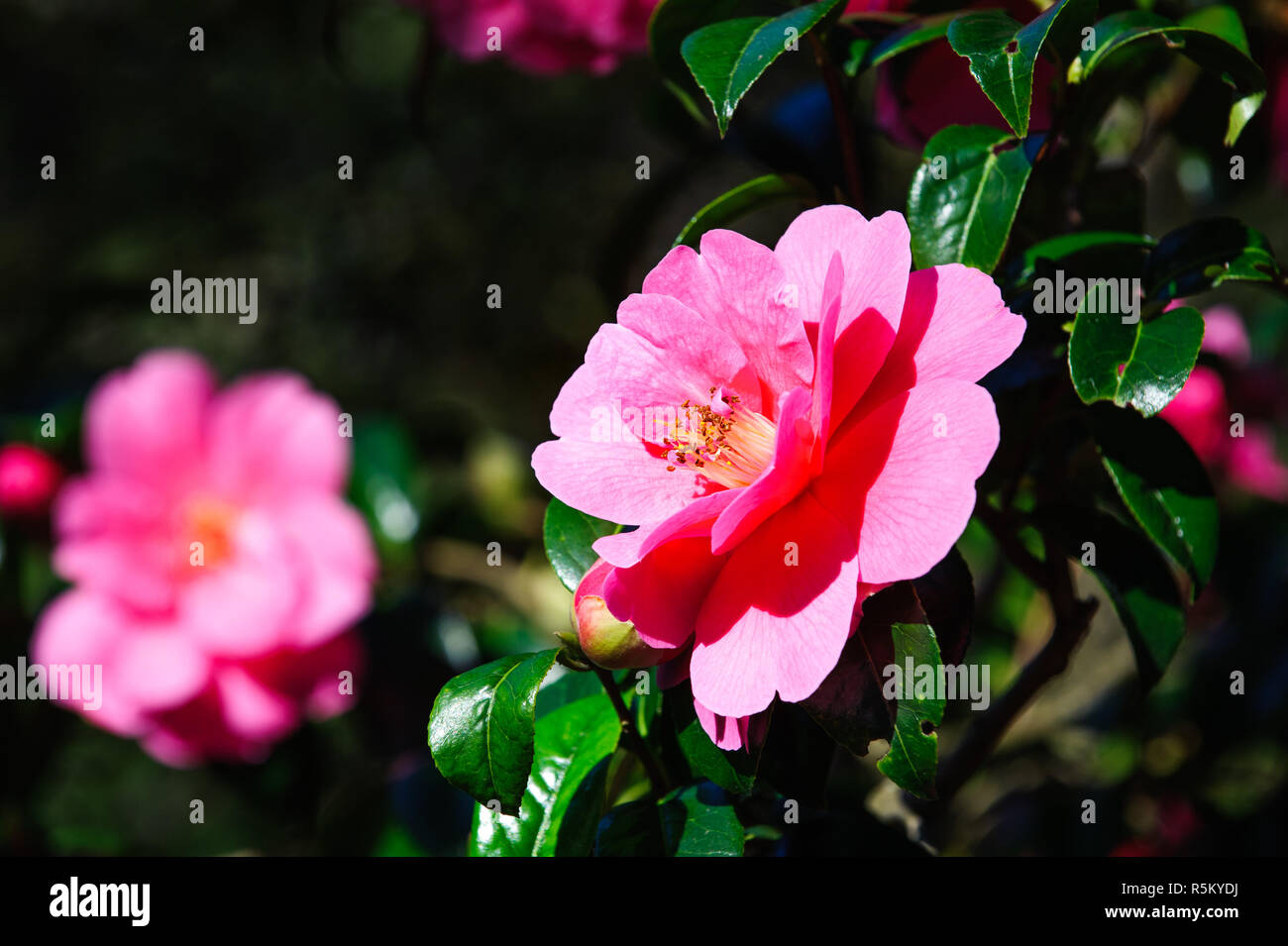 Fleur de camélia rose Banque D'Images