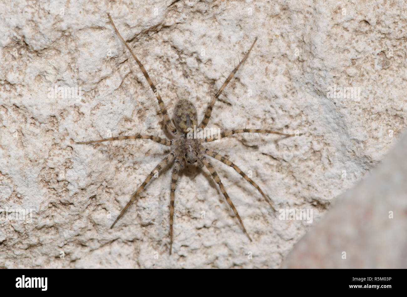 Thinlegged Wolf Spider, Pardosa sp. Banque D'Images