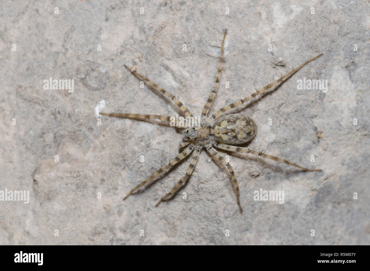 Thinlegged Wolf Spider, Pardosa sp. Banque D'Images