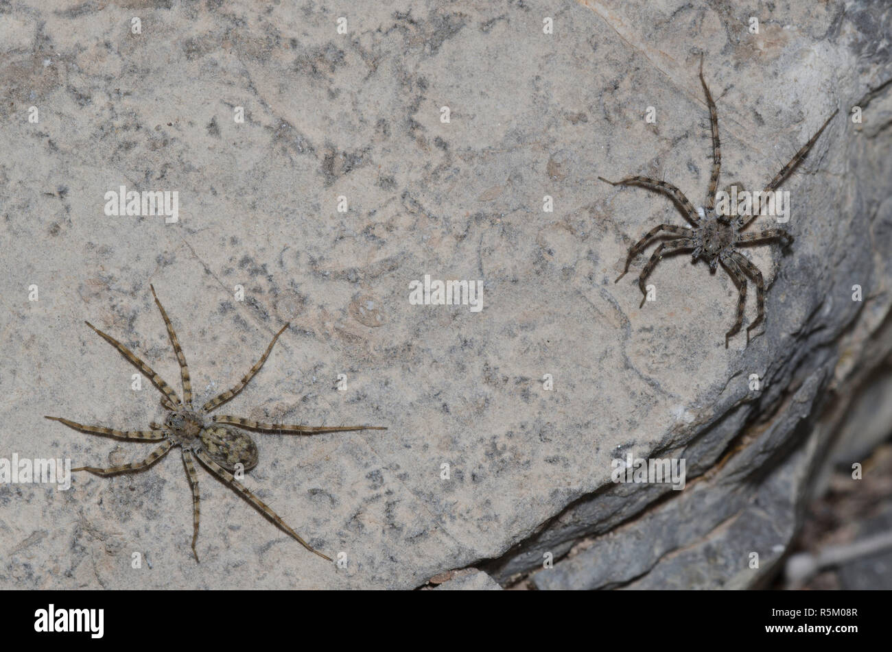 Thinlegged Wolf Spider, Pardosa sp., hommes sur la droite Banque D'Images