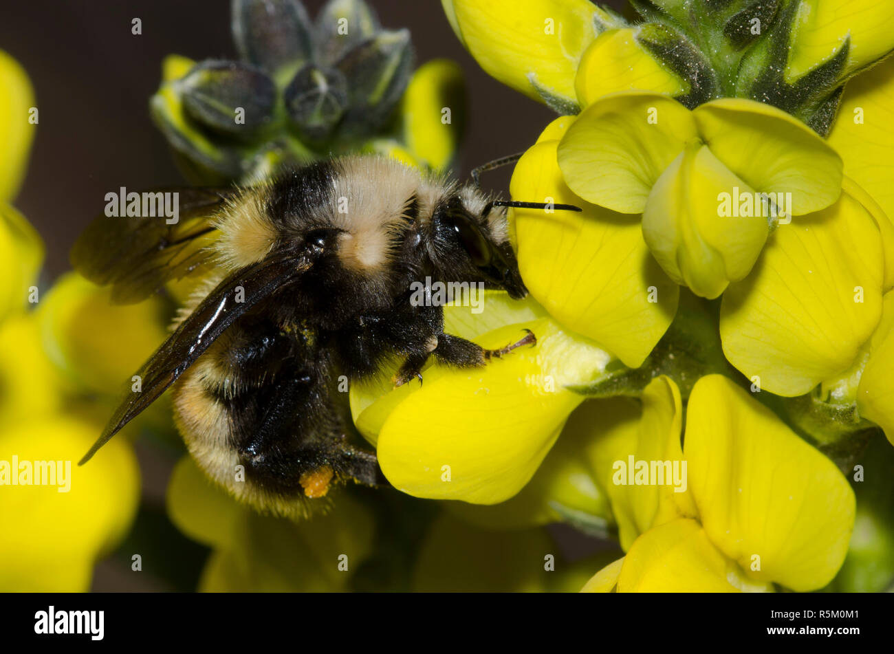 Mountain bourdon Bombus, appositus, sur prairie, Thermopsis rhombifolia thermopsis Banque D'Images