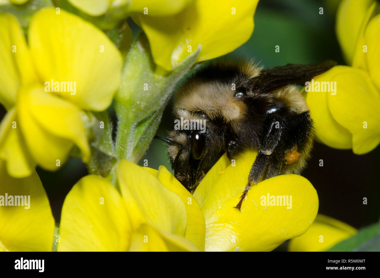 Mountain bourdon Bombus, appositus, sur prairie, Thermopsis rhombifolia thermopsis Banque D'Images