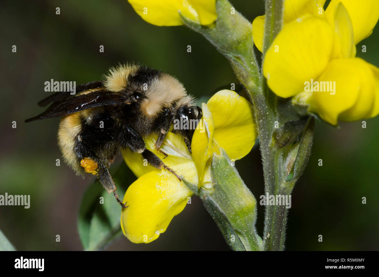 Mountain bourdon Bombus, appositus, sur prairie, Thermopsis rhombifolia thermopsis Banque D'Images