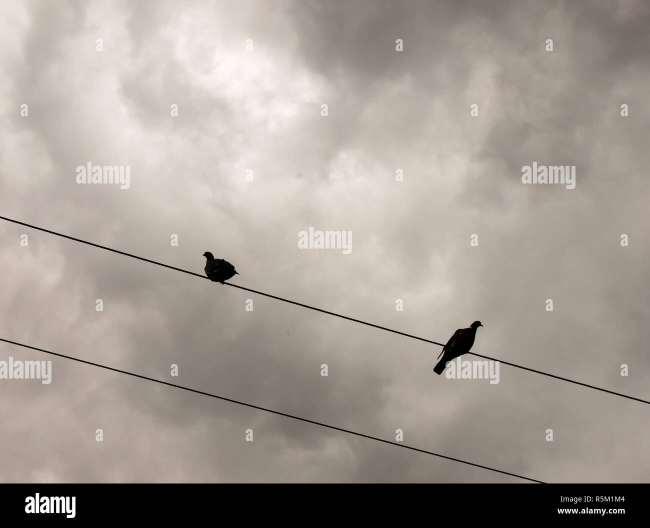 Deux pigeons à l'extérieur sur le dessus d'un train de la ligne électrique d'ossature Banque D'Images