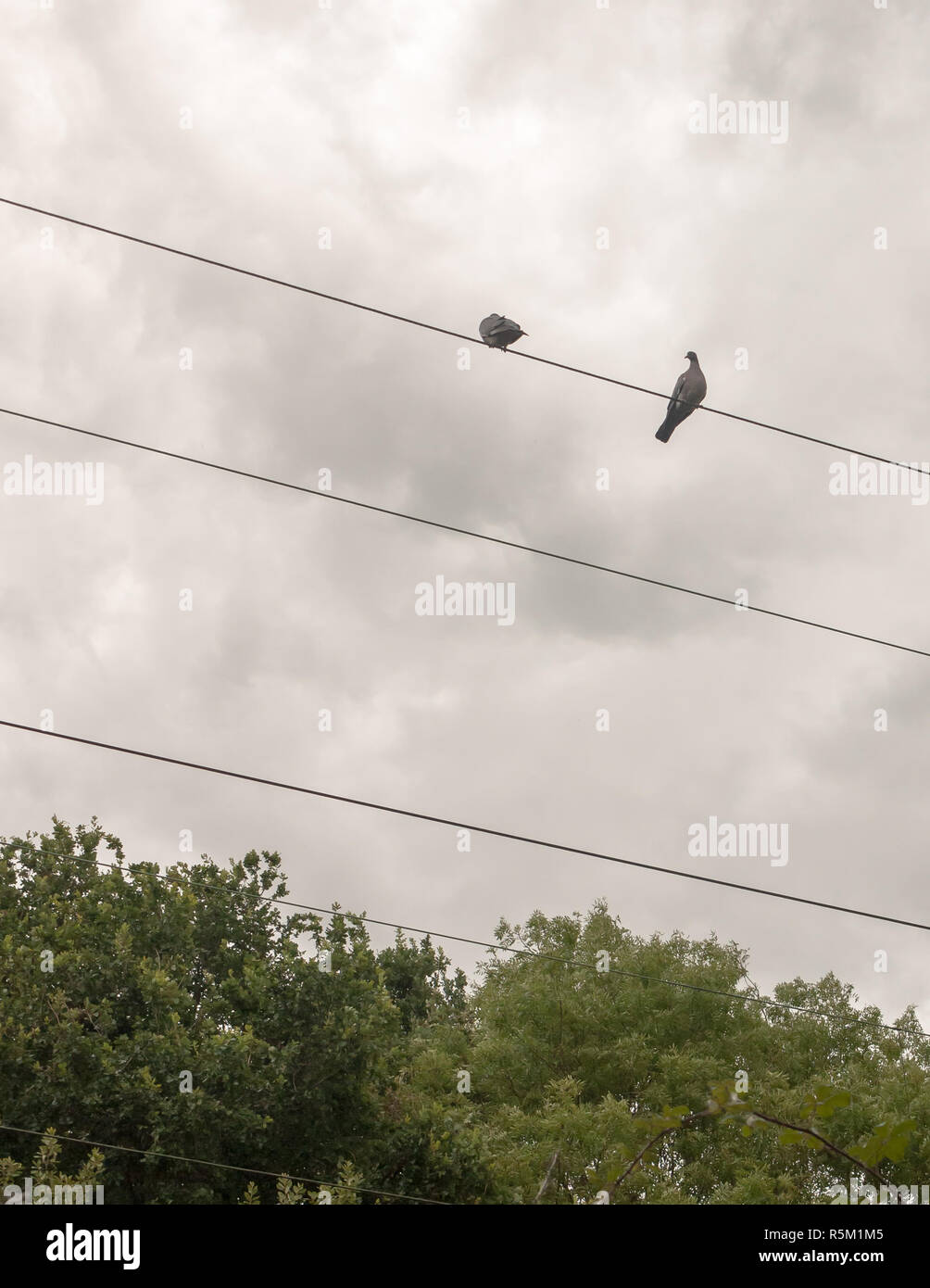 Deux pigeons à l'extérieur sur le dessus d'un train ligne électrique Banque D'Images
