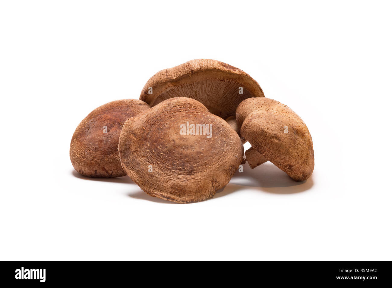 Champignons Shiitake frais Banque D'Images