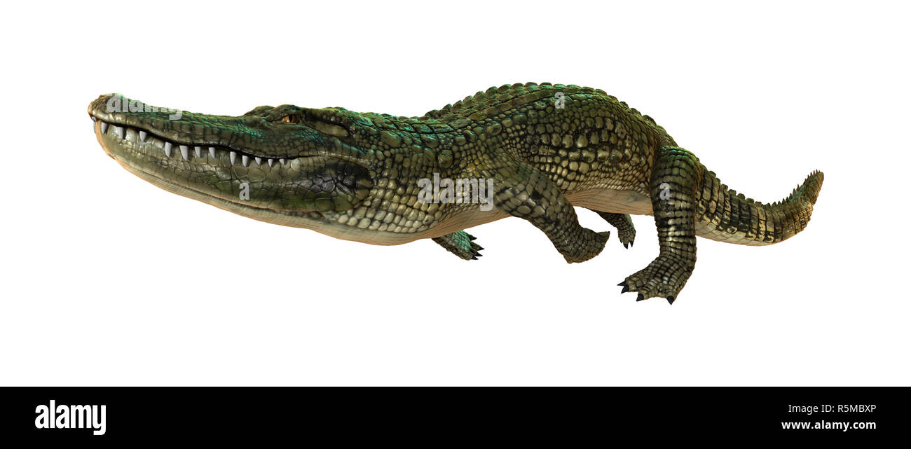 Le Rendu 3D Alligator on White Banque D'Images