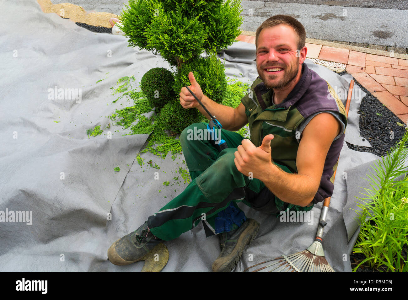 Un jardinier coupe un thuja ou hêtre arbre en forme. Banque D'Images