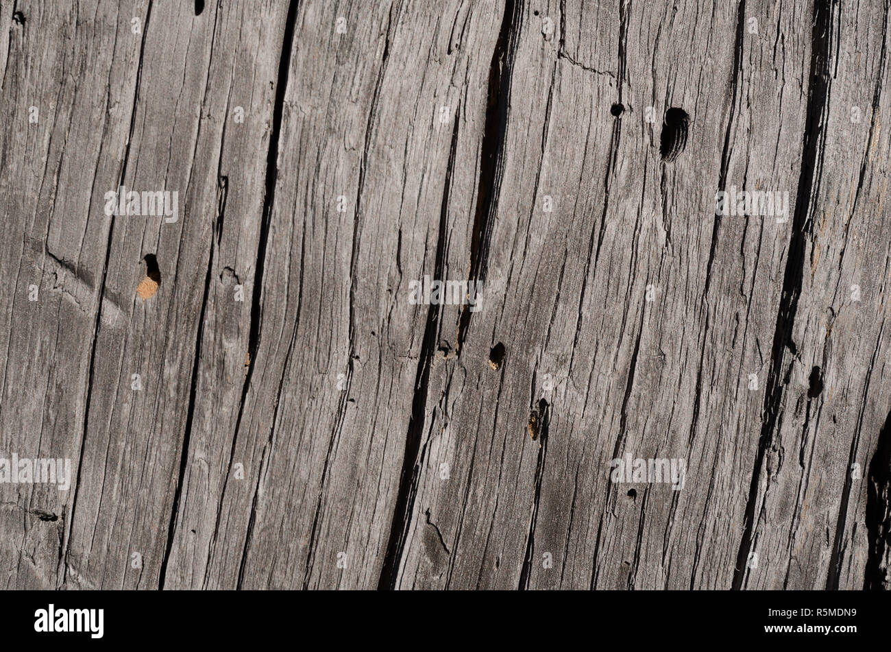 La texture est une vieille planche en bois gris avec petites fissures et petits trous Banque D'Images