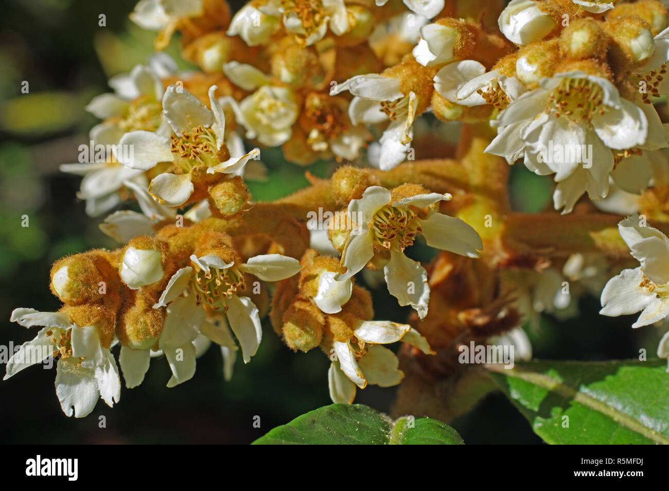 Eriobotrya japonica floraison, la nèfle, famille des Rosaceae Banque D'Images