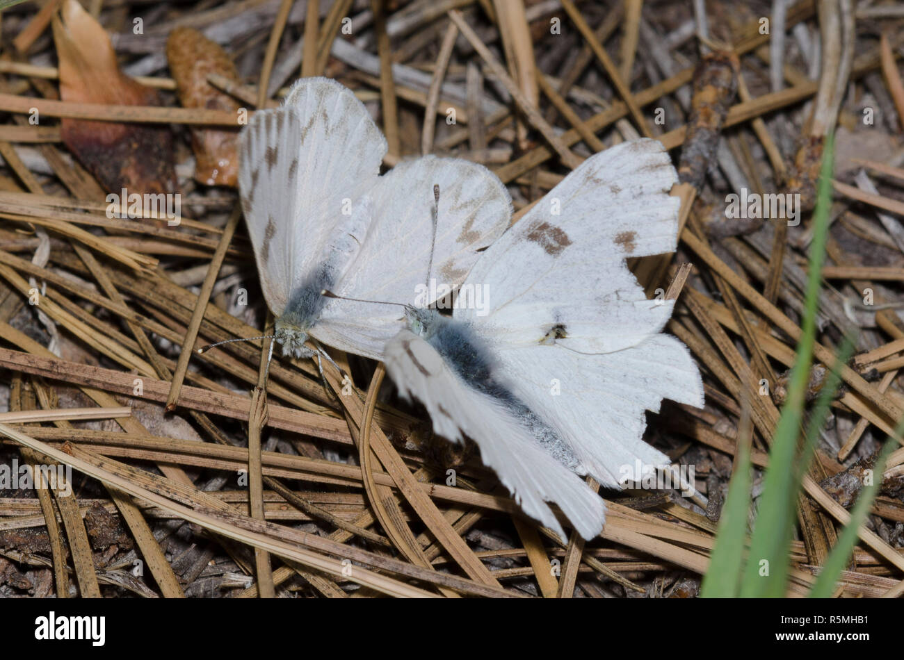 Pontia protodice à carreaux blancs, mâles et femelles, mobbing essayant de mate Banque D'Images
