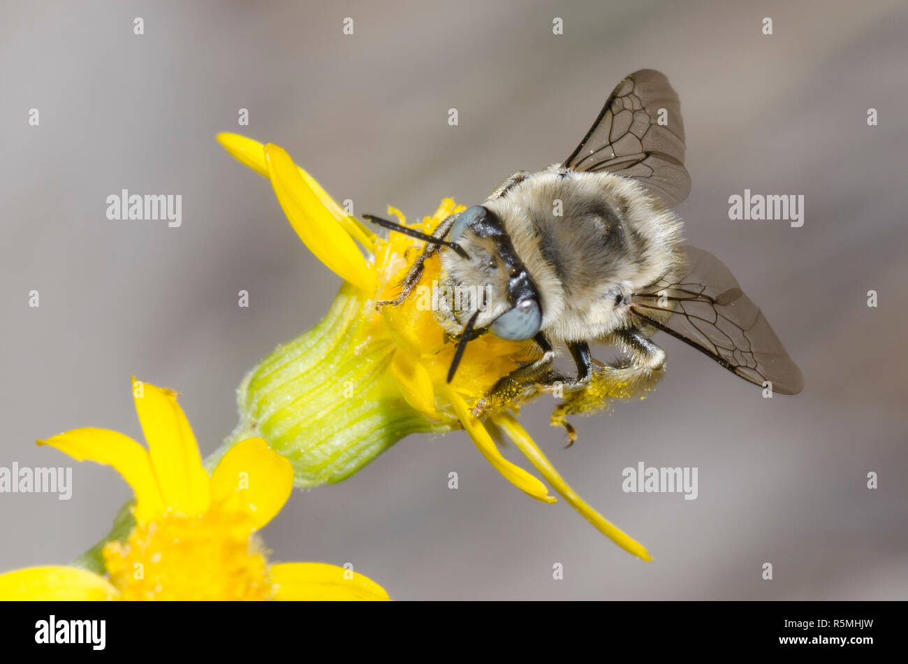 Digger Bee, Anthophora urbana, fourrager sur une fleur composite jaune Banque D'Images
