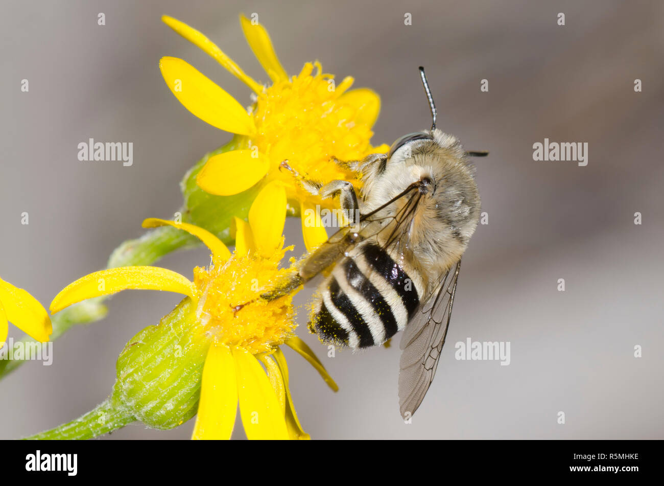 Digger Bee, Anthophora urbana, fourrager sur une fleur composite jaune Banque D'Images