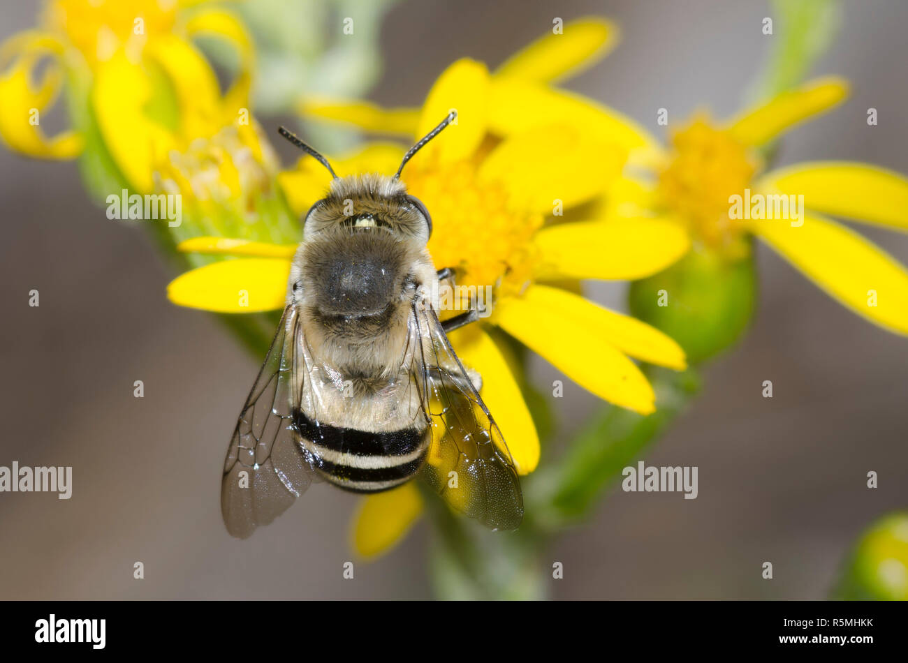 Digger Bee, Anthophora urbana, fourrager sur une fleur composite jaune Banque D'Images