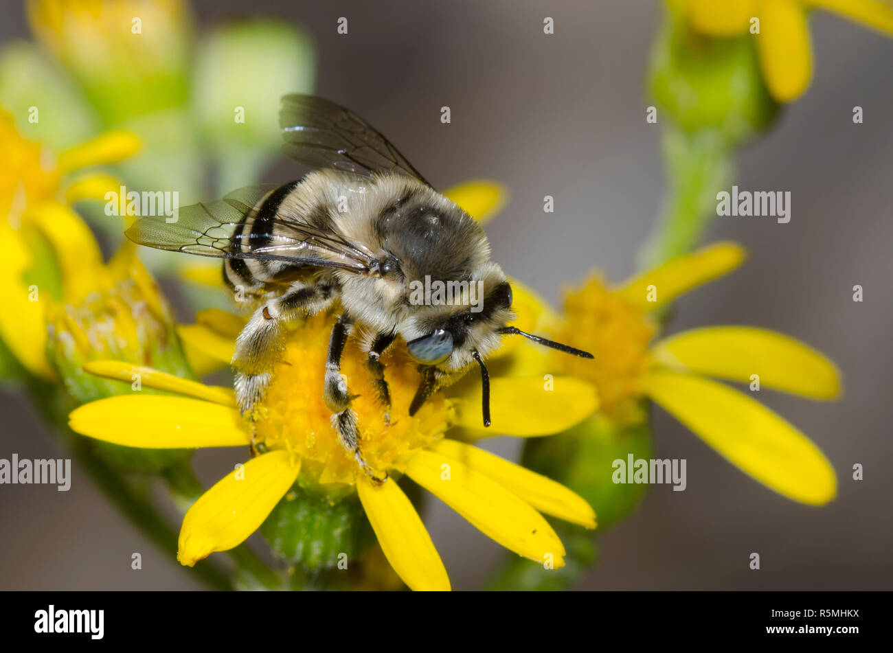 Digger Bee, Anthophora urbana, fourrager sur une fleur composite jaune Banque D'Images