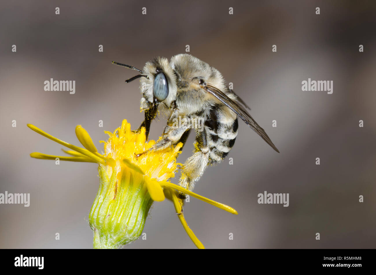 Digger Bee, Anthophora urbana, fourrager sur une fleur composite jaune Banque D'Images